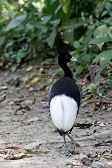 Trumpeter: Pale-winged Trumpeter