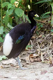 Trumpeter: Pale-winged Trumpeter