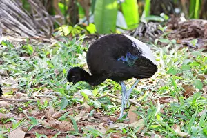 Trumpeter: Pale-winged Trumpeter