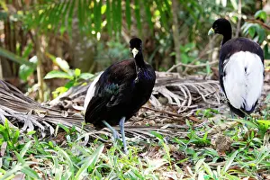 Trumpeter: Pale-winged Trumpeter