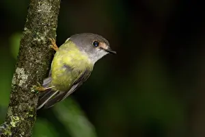 Capito: Pale-yellow Robin