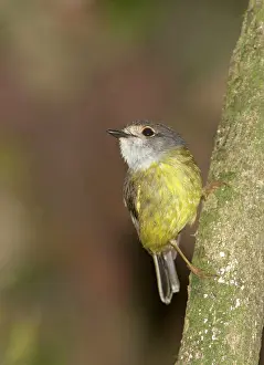 Capito: Pale-yellow Robin - clinging to a tree trunk