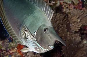 Nosed: Palefin Unicornfish