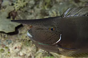 Misool: Palefin Unicornfish - Dark form with horn - Yilliet