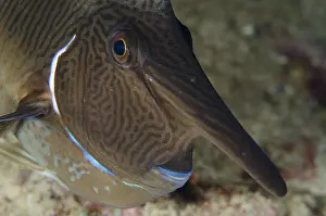 Unicornfishes: Palefin Unicornfish - in night colours - Night