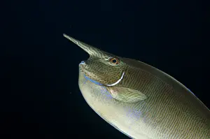 120520: Palefin Unicornfish - Whale Rock dive site, Misool