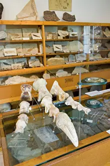 Palaeontologist: Paleontologist / Palaeontologist Eric Depren little museum
