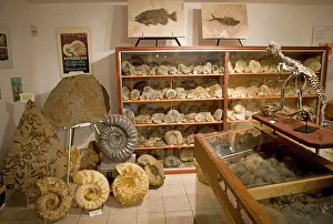 Palaeontologist: Paleontologist / Palaeontologist Eric Depre's fossil