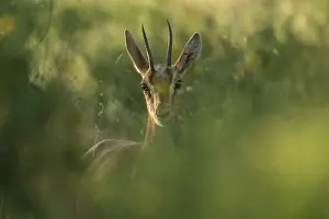 Subspecies: Palestine Mountain Gazelle