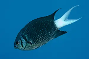 161018: Paletail Chromis Damselfish - USAT (US Army Transport)