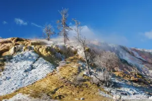 Metals: Palette Spring trees killed by hot springMammoth Springs