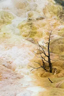 Metals: Palette Spring trees killed by hot springMammoth Springs