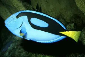Surgeonfish: PALETTE SURGEONFISH
