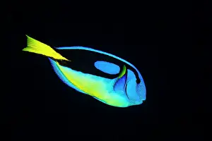 Surgeonfish: Palette surgeonfish (Paracanthurus hepatus) on black