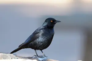 Sesriem: Palewinged Starling