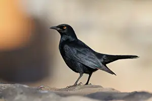 Sesriem: Palewinged Starling