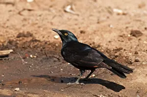 Puddles: Palewinged starling - Drinking from puddle
