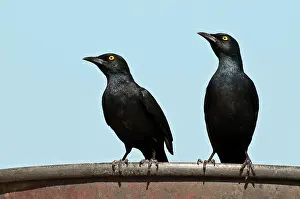 Tank: Palewinged starlings - pair on edge of water tank