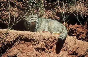 Pallass: Pallas Cat