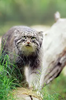 Pallass: Pallas Cat