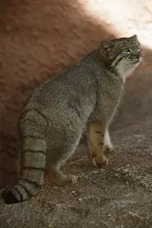 Pallas: PALLAS CAT