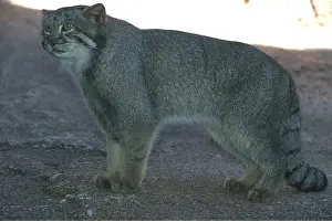 Pallas: PALLAS CAT
