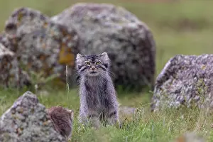 Pallas: PALLAS CAT OR MANUL