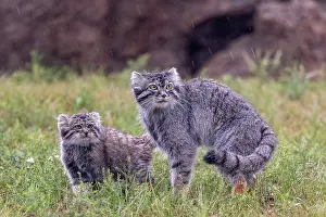 Pallas: PALLAS CAT OR MANUL