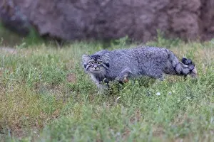 Pallas: PALLAS CAT OR MANUL