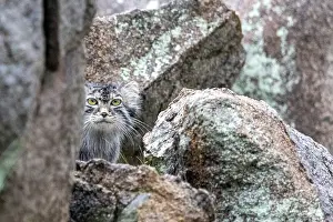 Pallas: PALLAS CAT OR MANUL