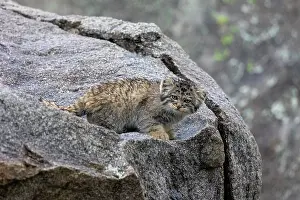 Pallas: PALLAS CAT OR MANUL