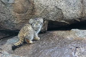 Pallas: PALLAS CAT OR MANUL