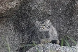Pallas: PALLAS CAT OR MANUL