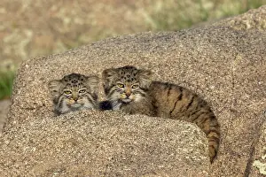 Pallas: PALLAS CAT OR MANUL
