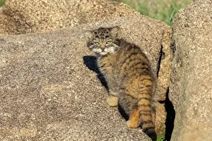 Pallas: PALLAS CAT OR MANUL