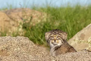 Pallas: PALLAS CAT OR MANUL