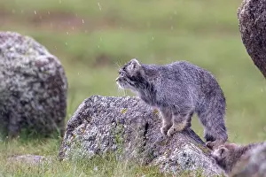 Pallas: PALLAS CAT OR MANUL