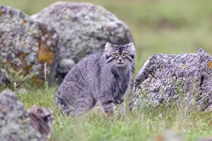 Pallas: PALLAS CAT OR MANUL