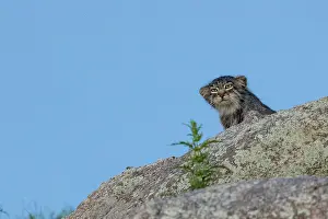 Pallas: PALLAS CAT OR MANUL