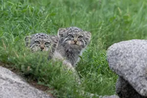 Pallas: PALLAS CAT OR MANUL