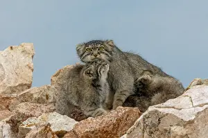 Pallas: PALLAS CAT OR MANUL
