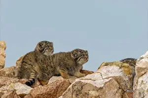 Pallas: PALLAS CAT OR MANUL