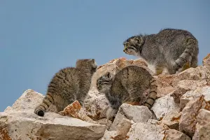 Pallas: PALLAS CAT OR MANUL