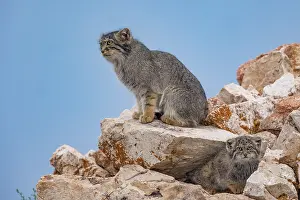 Pallas: PALLAS CAT OR MANUL