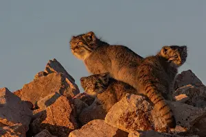 Pallas: PALLAS CAT OR MANUL