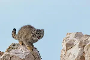 Pallas: PALLAS CAT OR MANUL