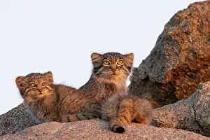 Pallas: PALLAS CAT OR MANUL