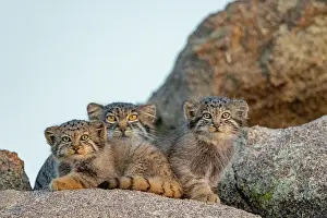 Pallas: PALLAS CAT OR MANUL