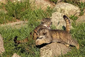 Pallas: PALLAS CAT OR MANUL