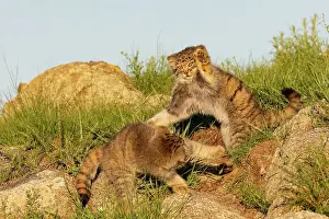 Pallas: PALLAS CAT OR MANUL